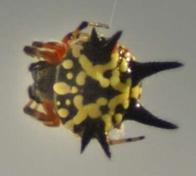 Image of Austracantha