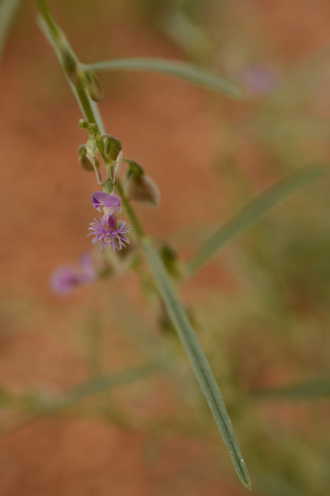 Image de Polygala erioptera DC.