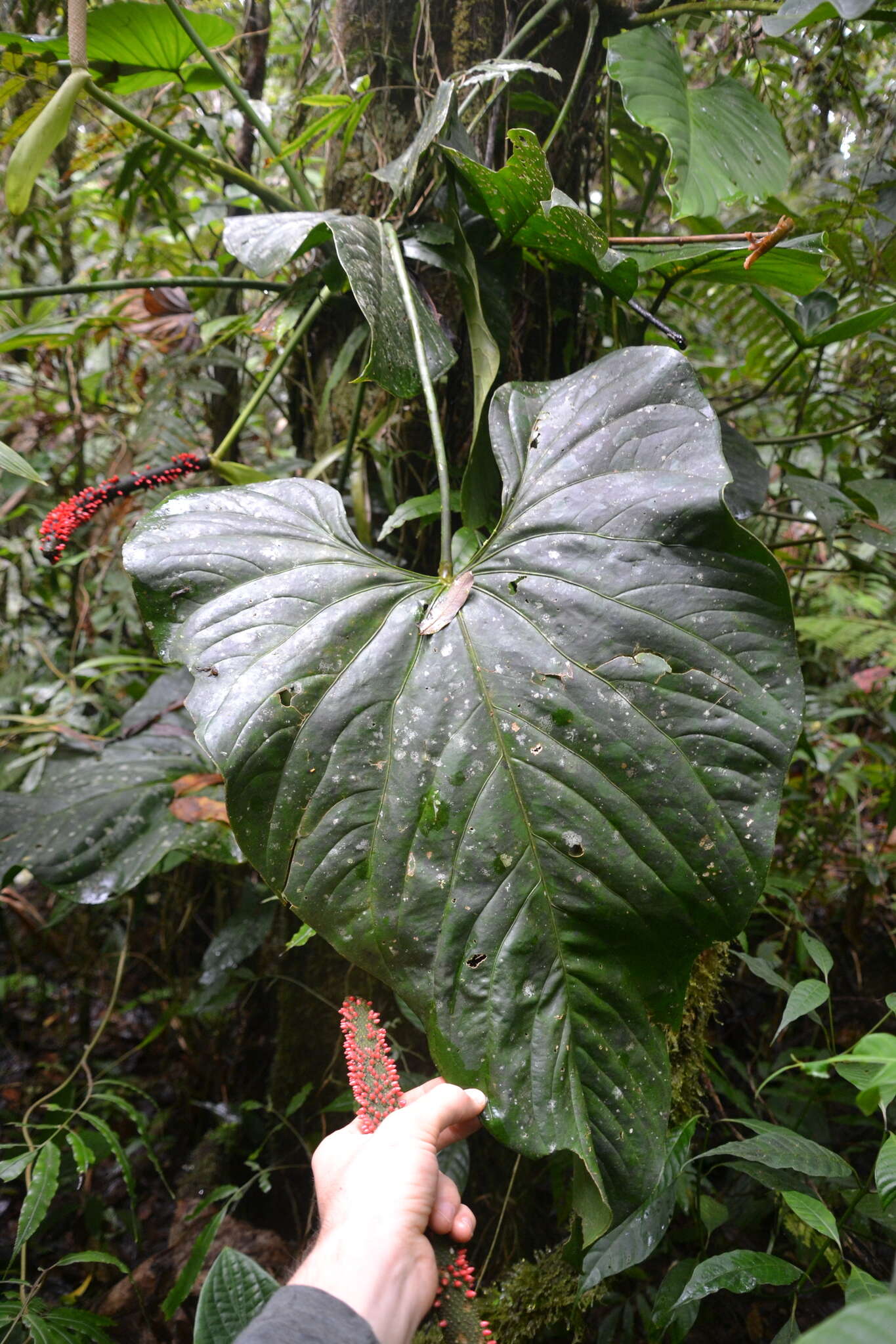 Anthurium ravenii Croat & R. A. Baker resmi