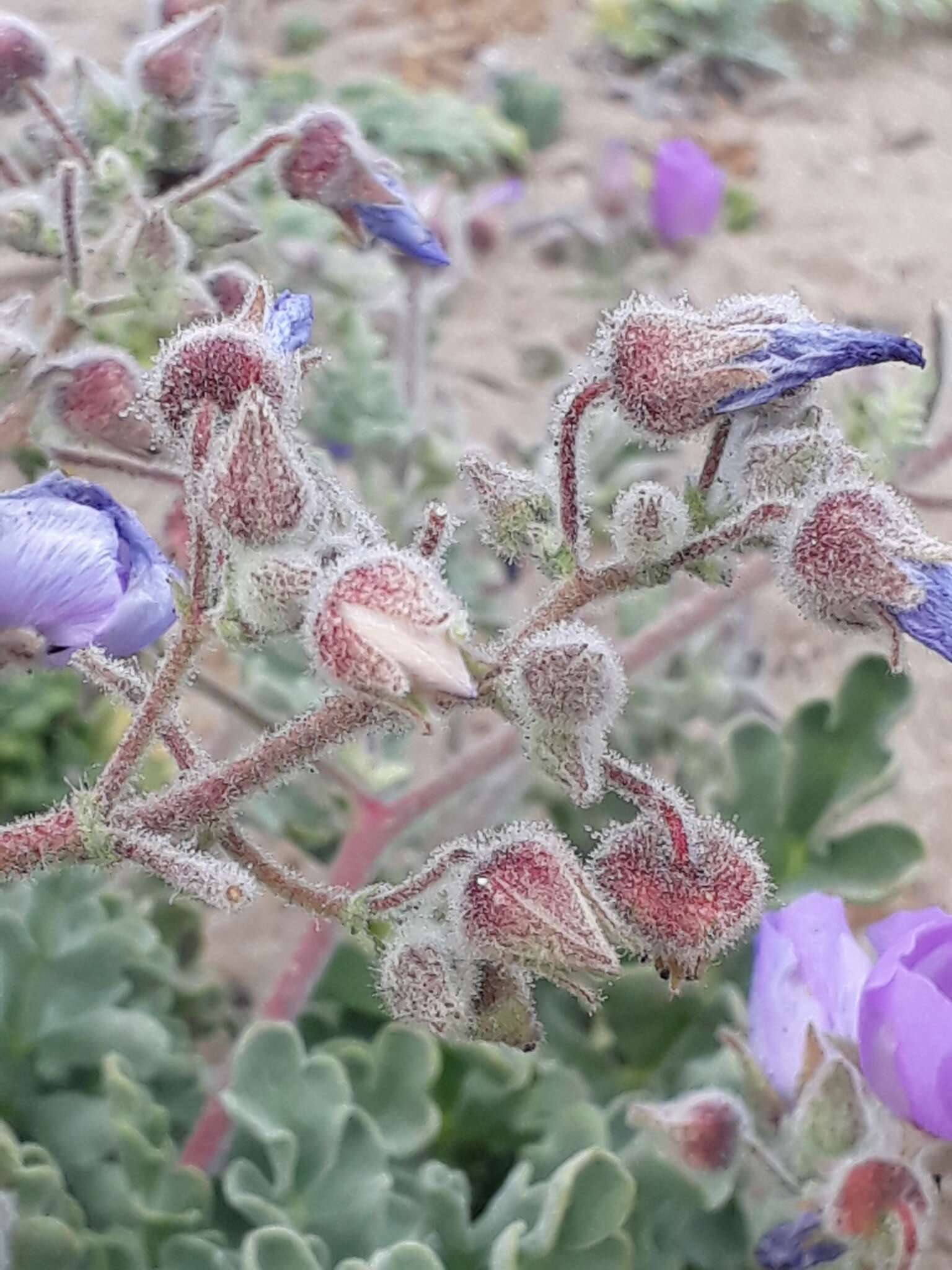 Image of Cristaria glaucophylla Cav.