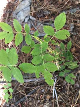 Imagem de Rosa woodsii var. ultramontana (S. Wats.) Jeps.