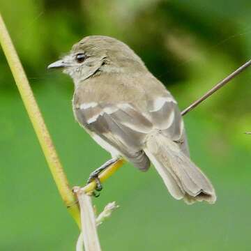 Image of Olive-chested Flycatcher