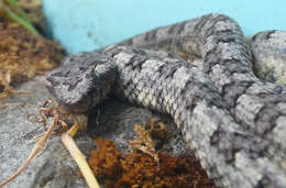 Image de Protobothrops cornutus (M. A. Smith 1930)