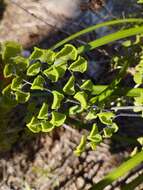 Adiantum chilense var. scabrum (Kaulf.) Hicken的圖片