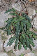 Plancia ëd Asplenium ceterach subsp. ceterach