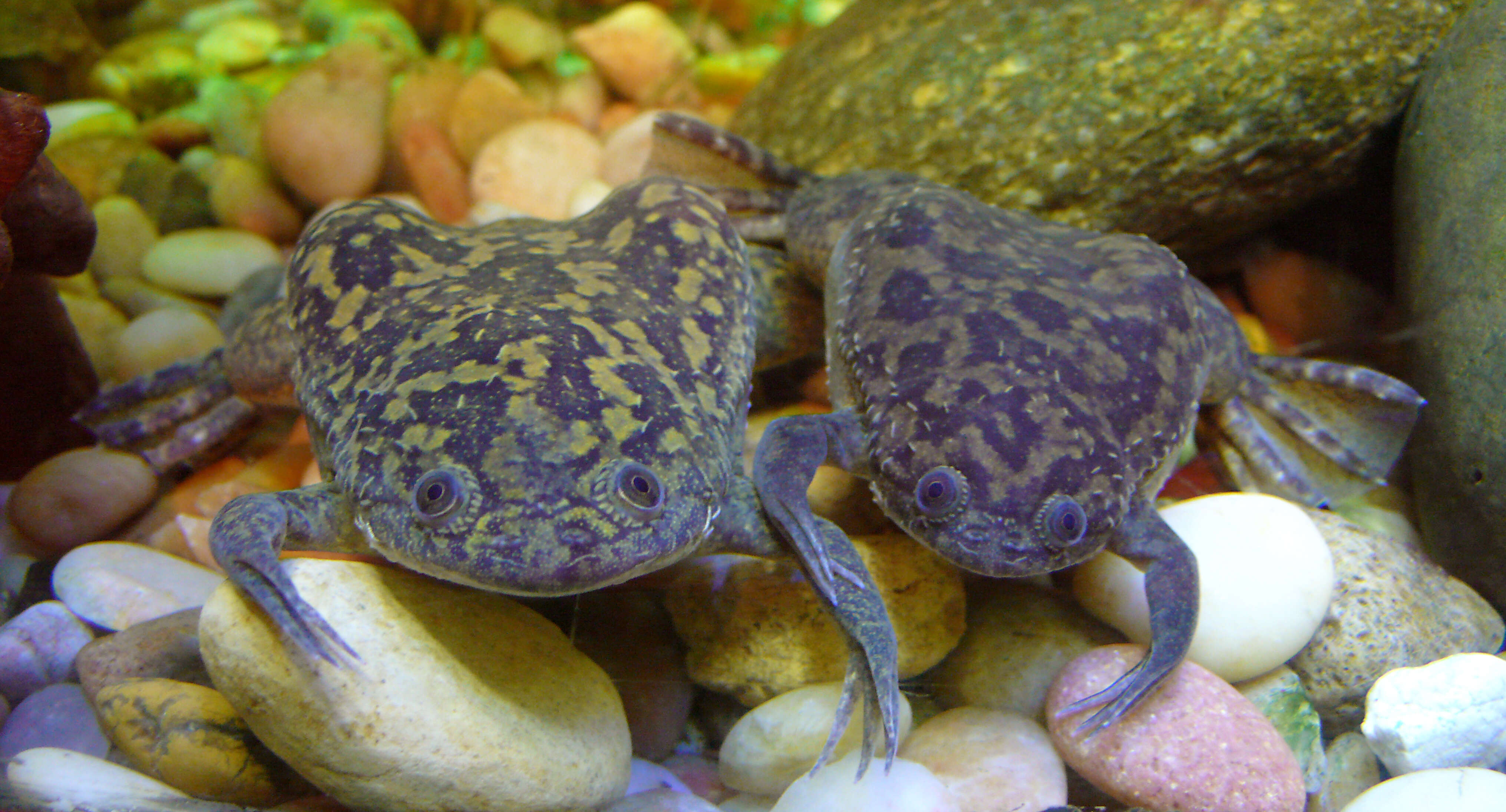 Image of African clawed frog