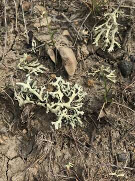 Image of xanthoparmelia lichen