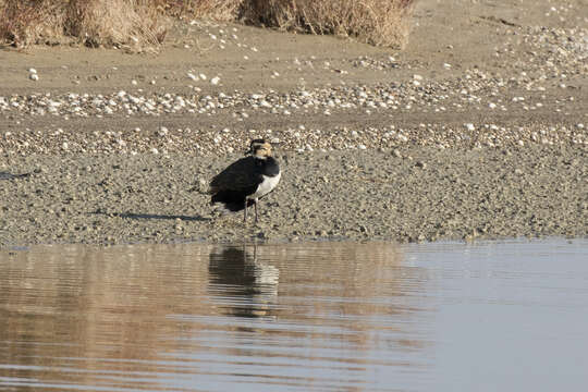 Image of Lapwing