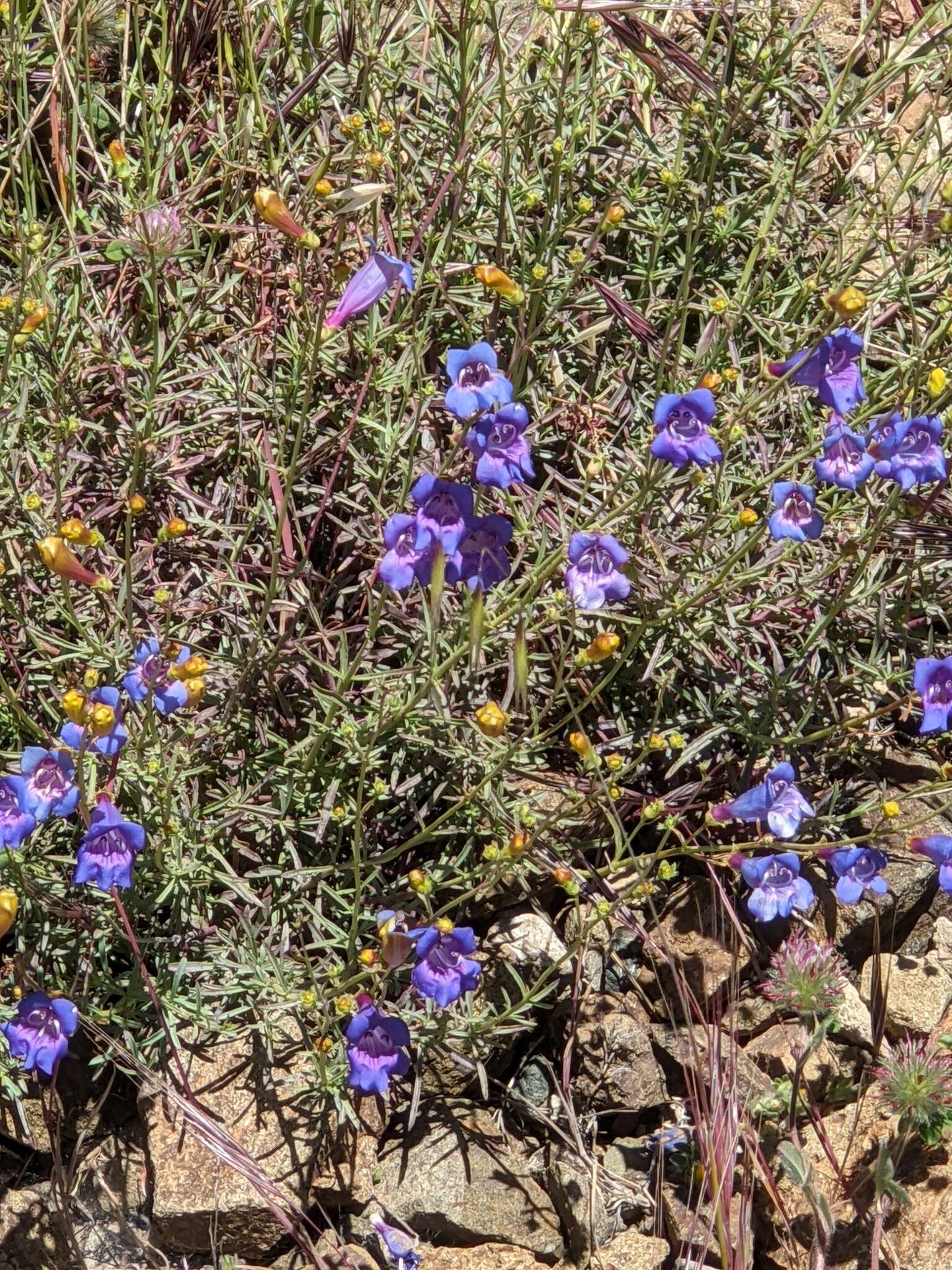 Image of bunchleaf penstemon