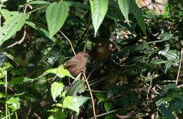 Image of Sepia-brown Wren