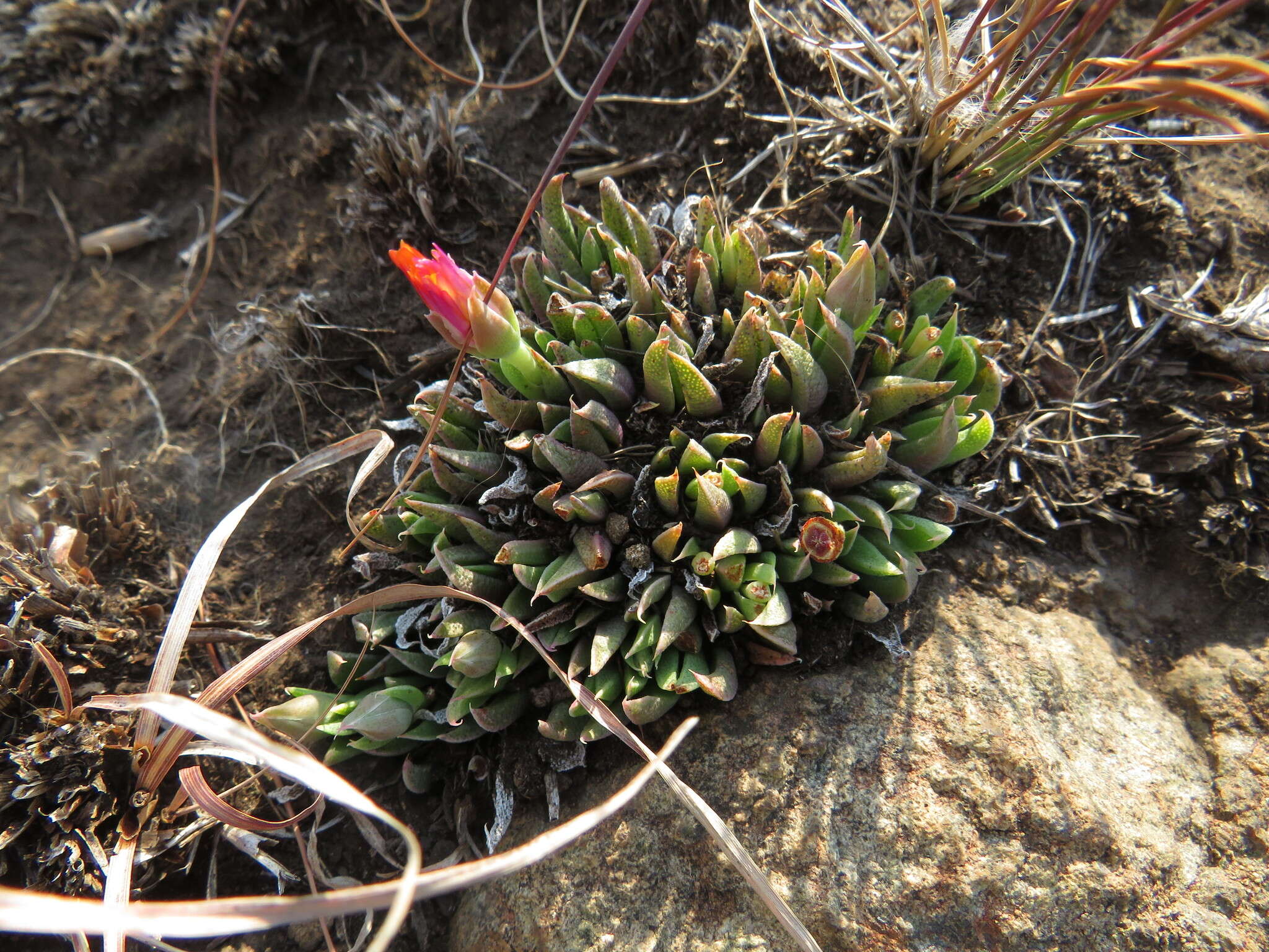 Image de Bergeranthus katbergensis L. Bolus