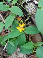 Imagem de Mandevilla subsagittata (Ruiz & Pav.) R. E. Woodson