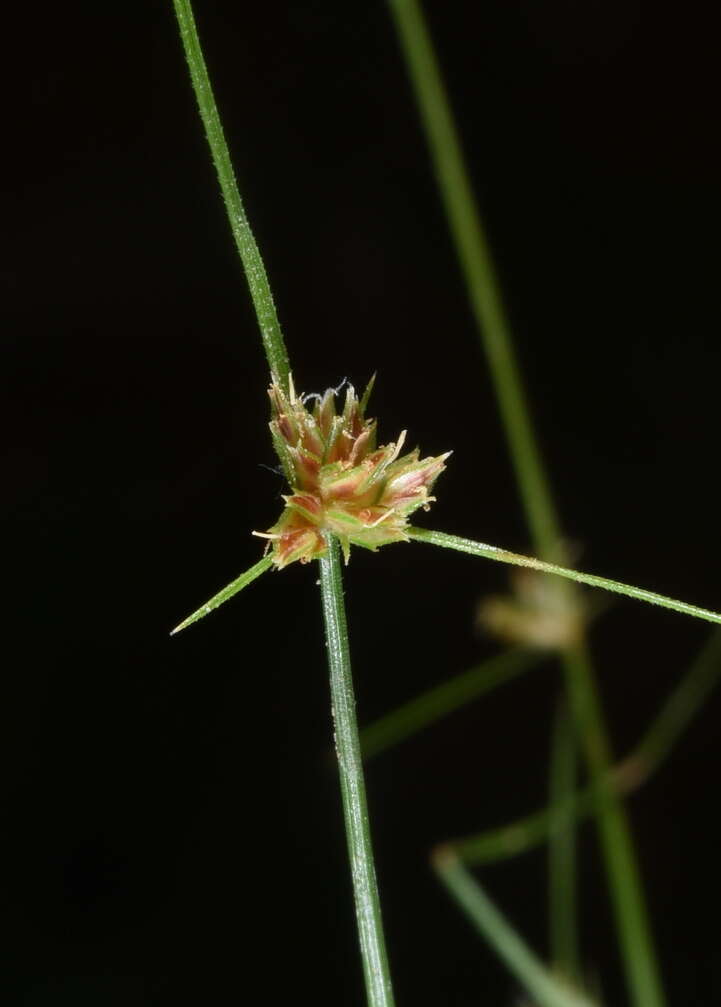 Image of watergrass