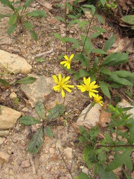 Image of rattlesnakeweed