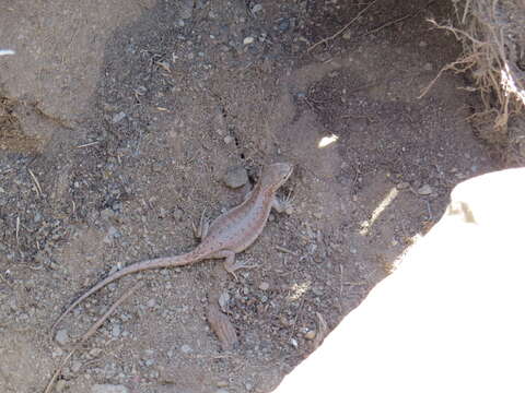 Image of Ruibal's Tree Iguana