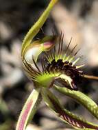 Caladenia corynephora A. S. George resmi