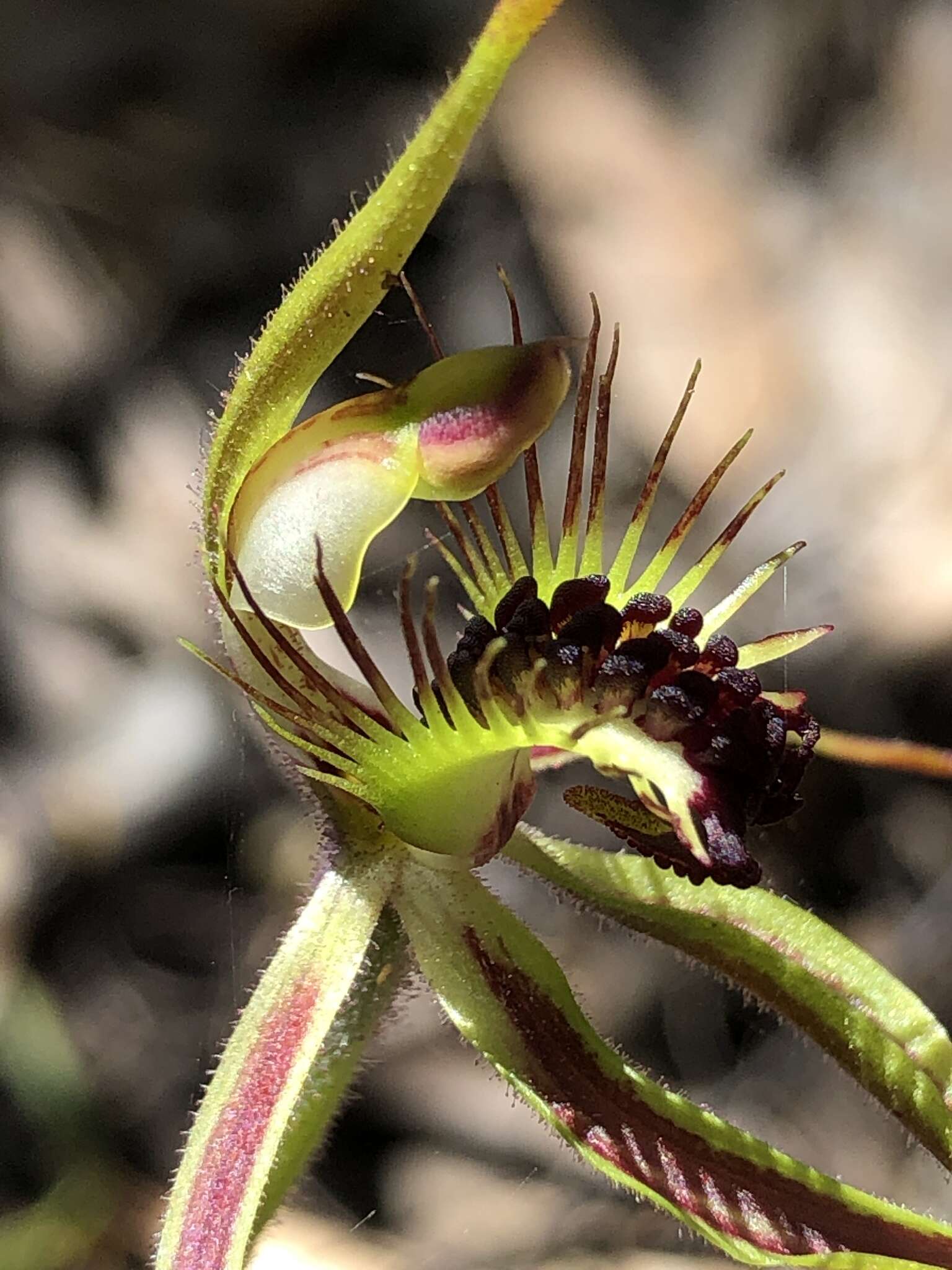 Caladenia corynephora A. S. George resmi