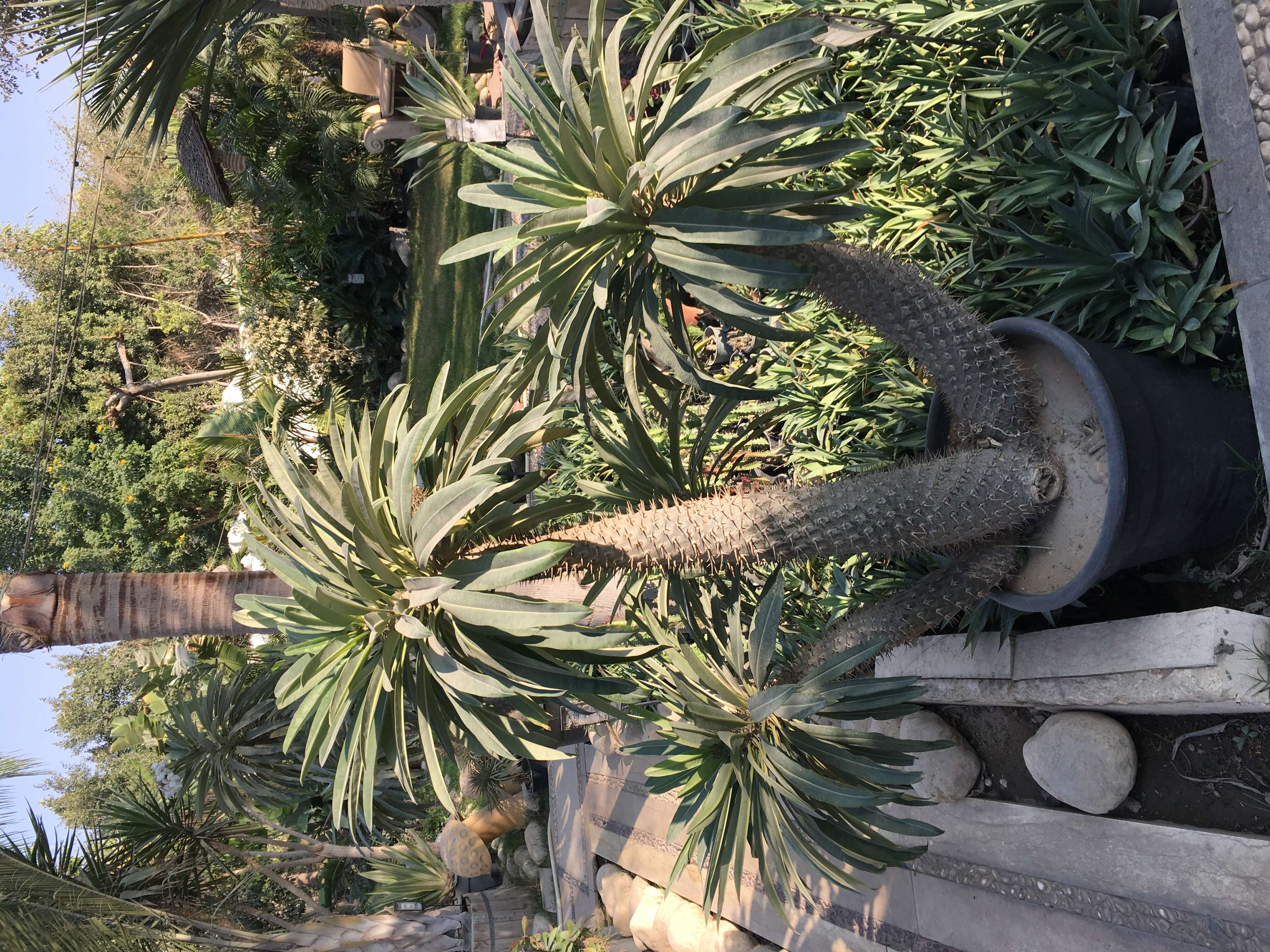 Image of Pachypodium lamerei Drake