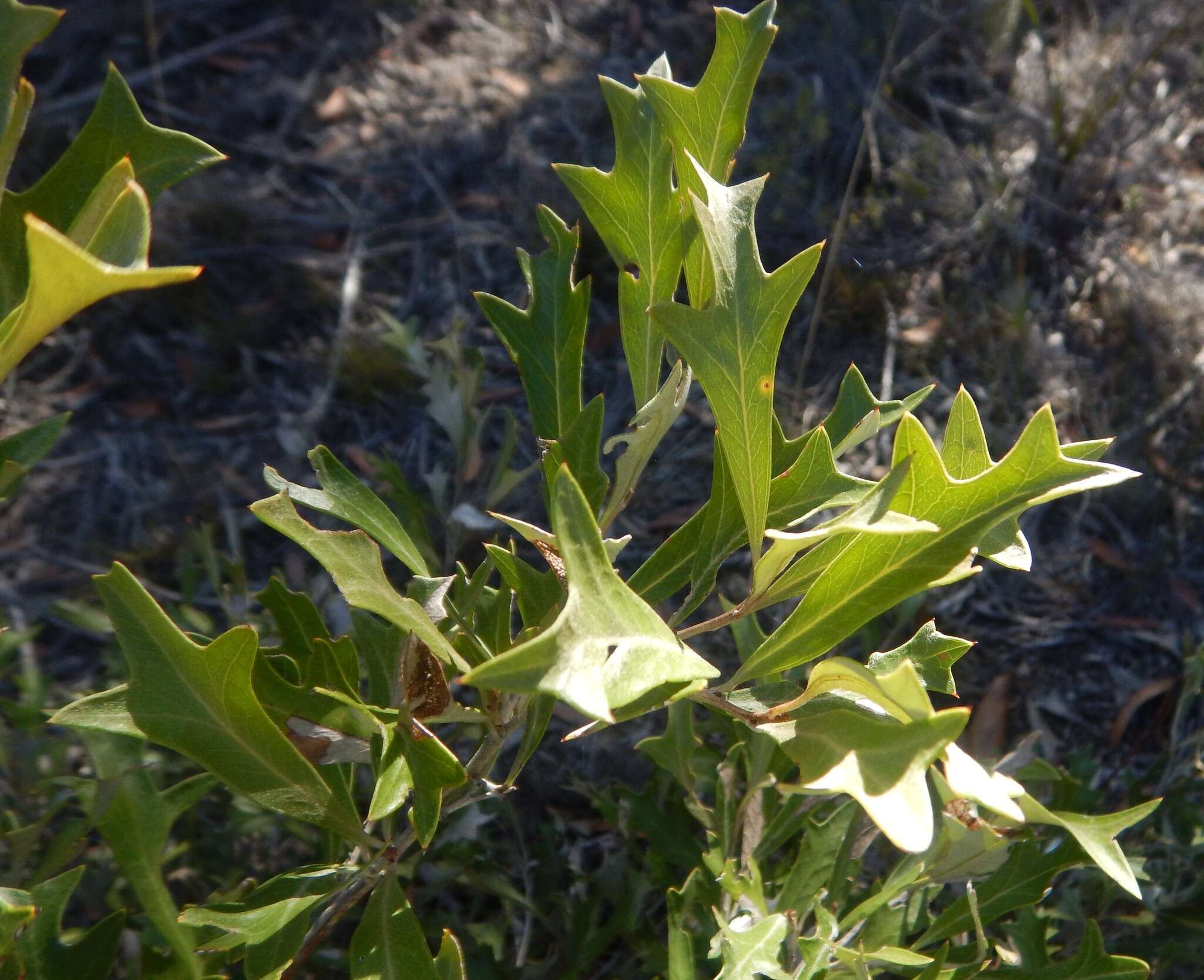 Image of Grevillea ilicifolia (R. Br.) R. Br.