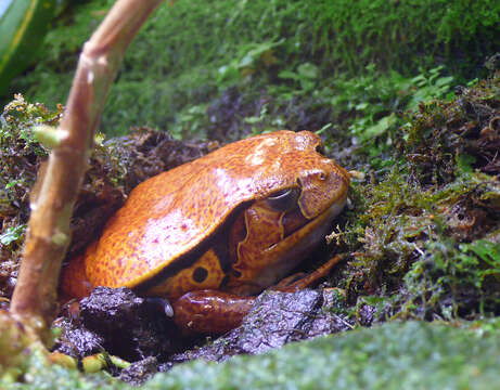 صورة Dyscophus guineti (Grandidier 1875)