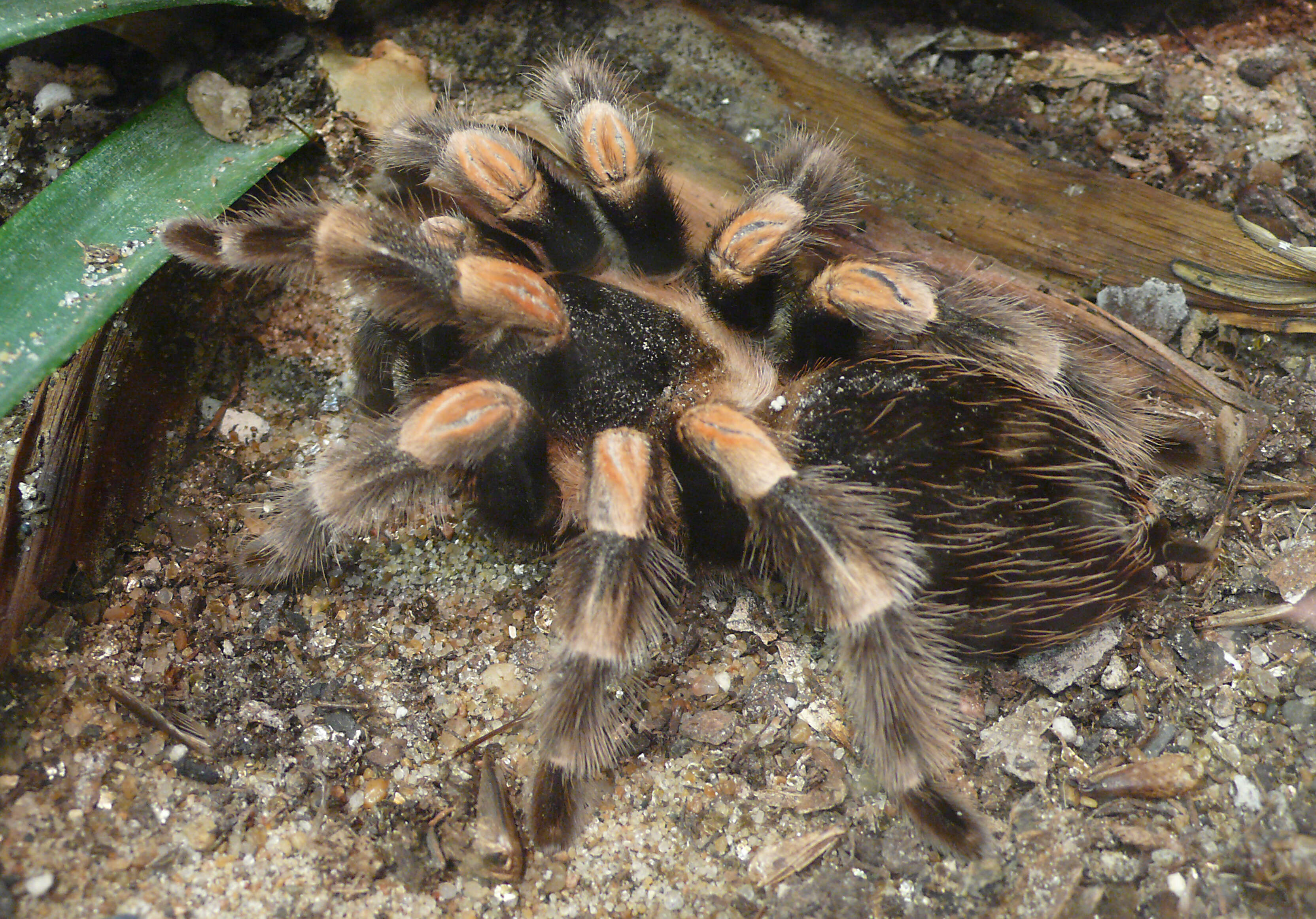 Image of Mexican Red Knee Tarantula