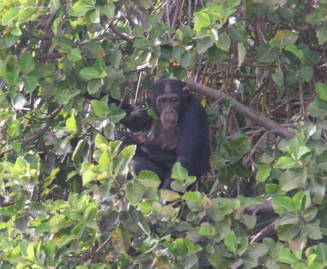 Image of western chimpanzee