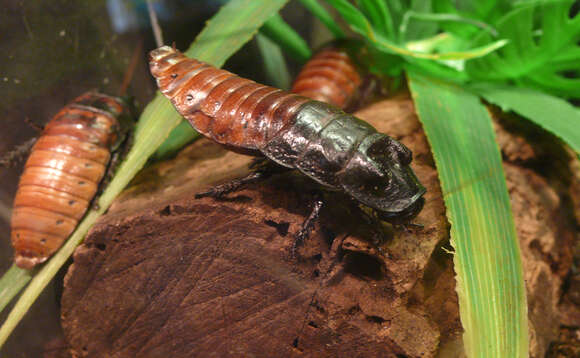 Image of Gromphadorhina