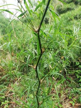 Imagem de Guadua longifolia (E. Fourn.) R. W. Pohl