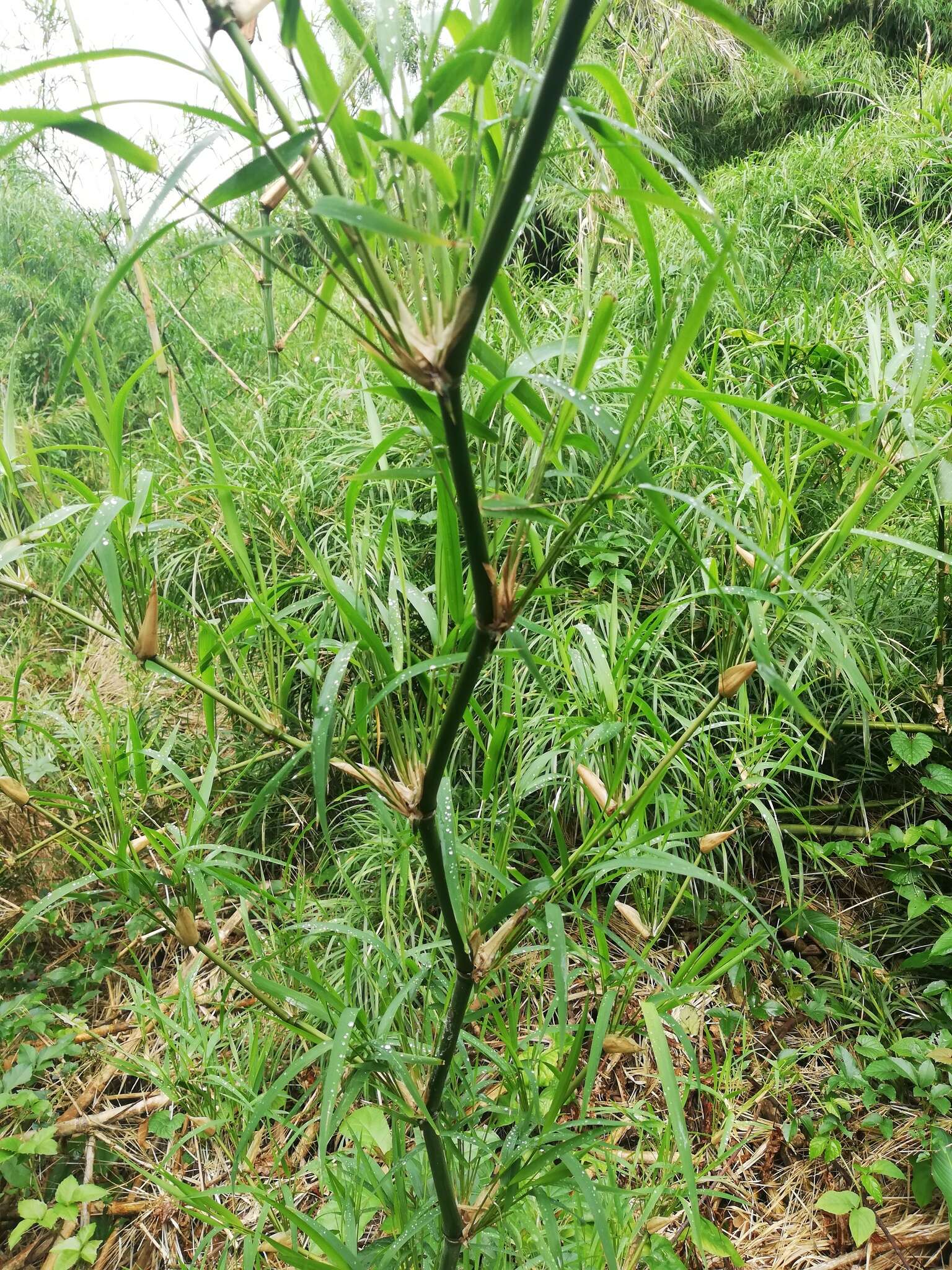 Image of American long-leaved bamboo