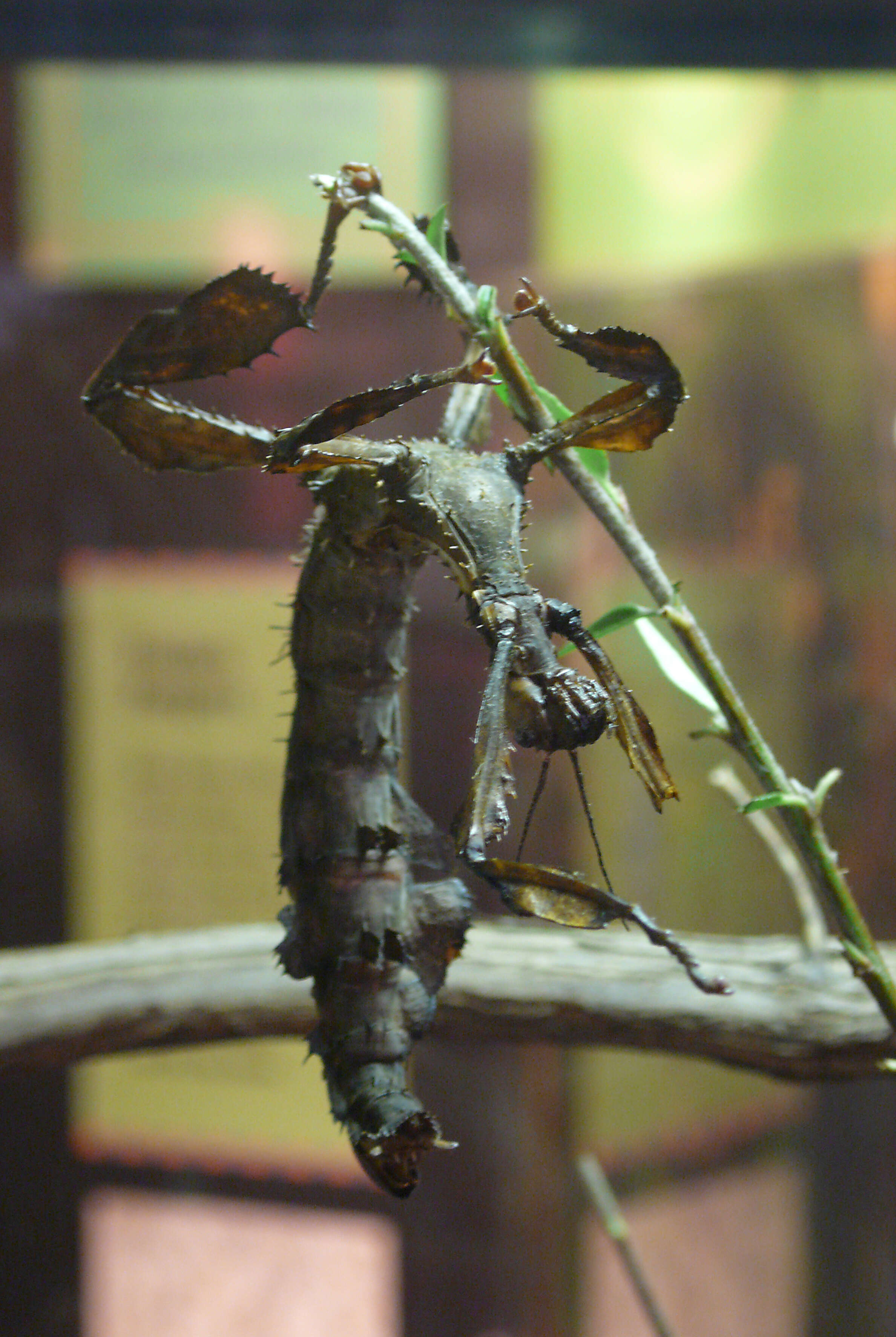 Image of giant stick insect