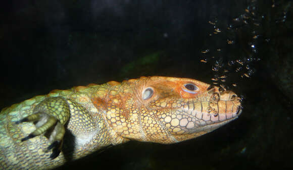 Image of Northern caiman lizard