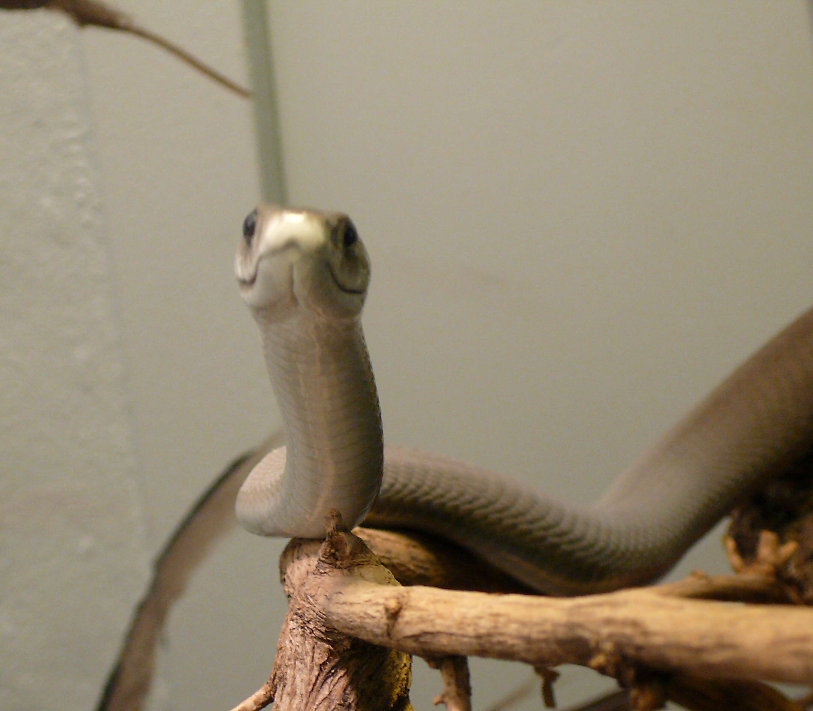 Image of Black Mamba