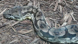 Image of Dumeril's Boa