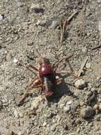 Imagem de Phymonotus jacintotopos Lightfoot, Weissman & Ueshima 2011