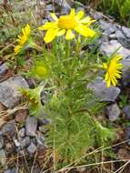 Imagem de Hymenoxys insignis (A. Gray ex S. Wats.) Cockerell