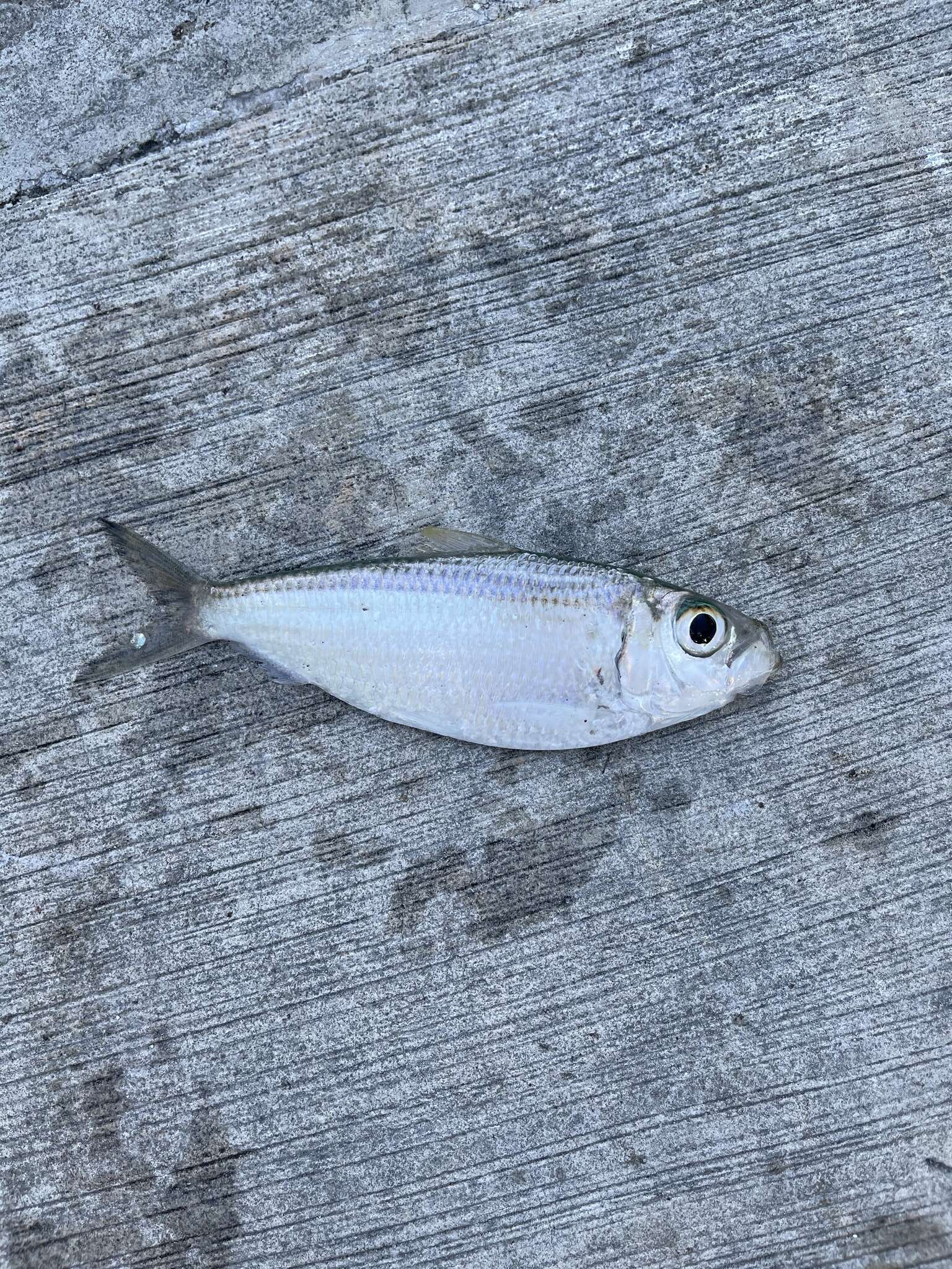 Image of Guiana Herring