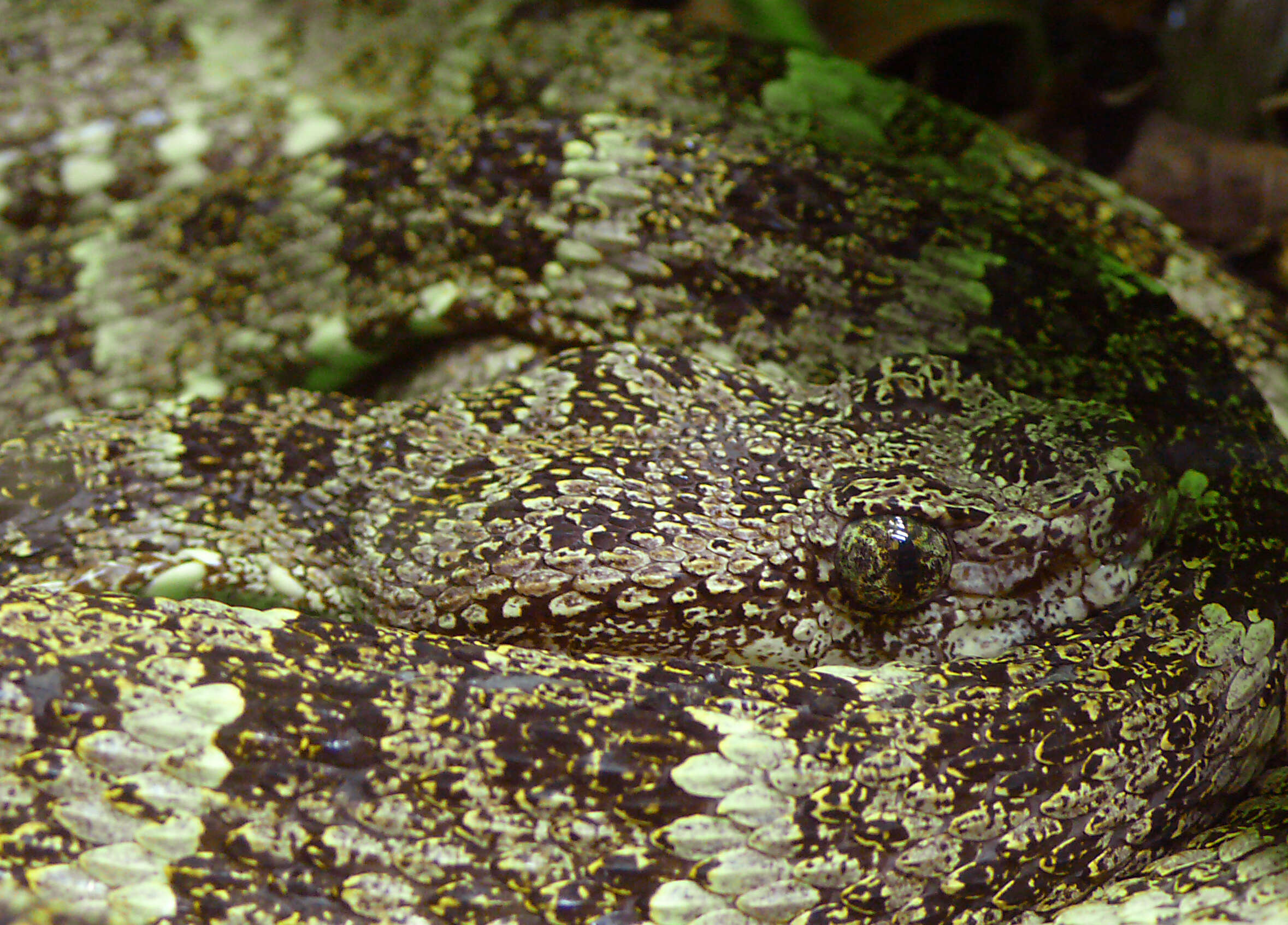 Bothrops taeniatus Wagler 1824的圖片