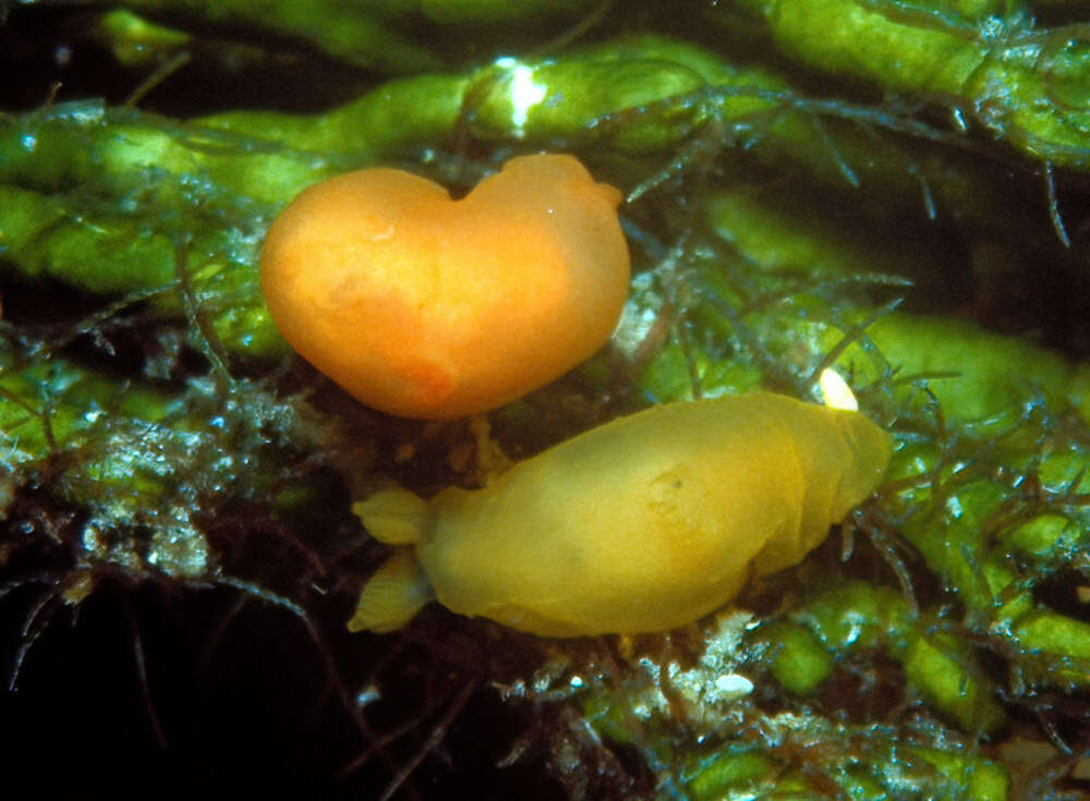 Image of Gymnodoris subornata Baba 1960