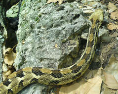 Image of Timber Rattlesnake