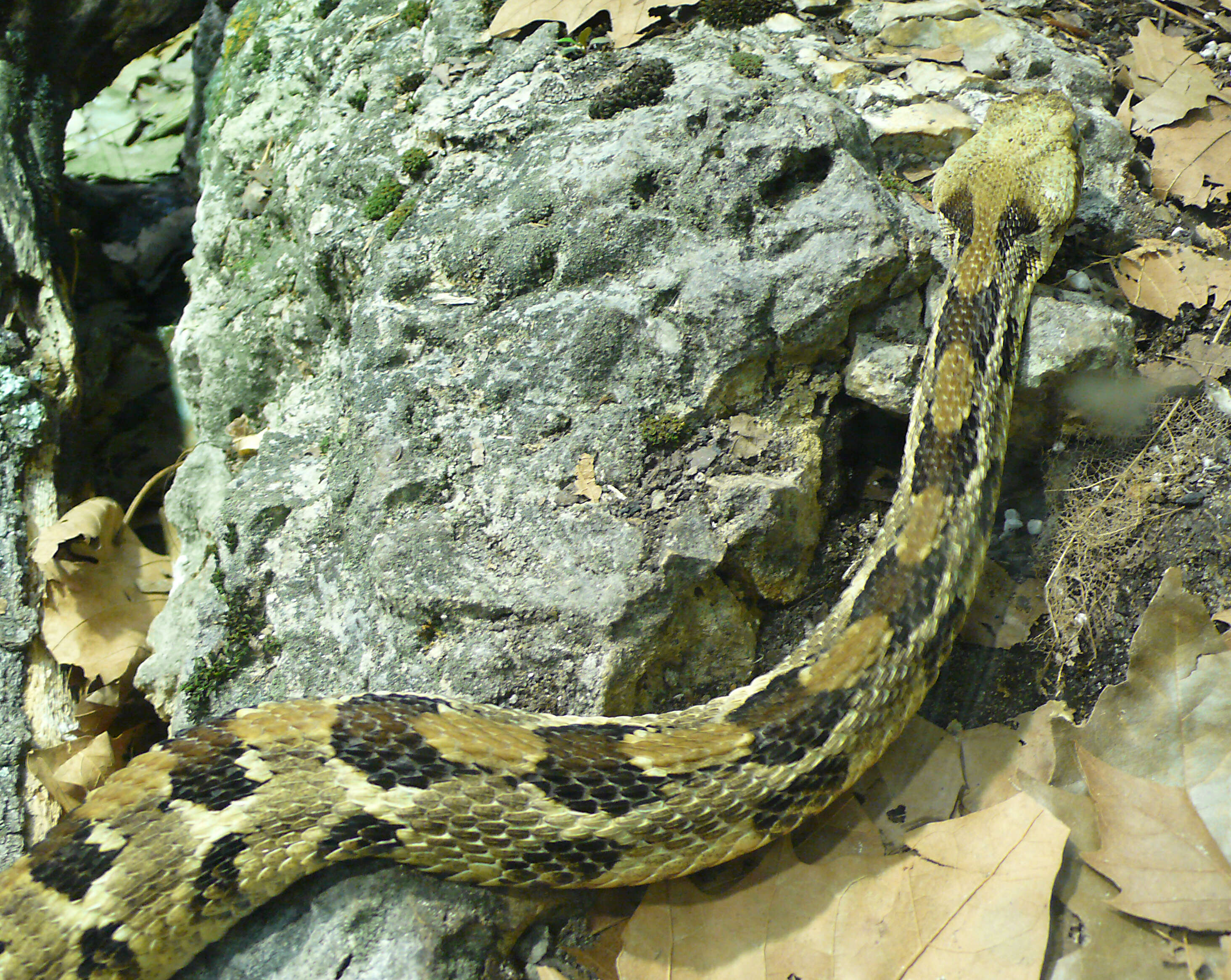 Image of Timber Rattlesnake