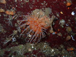 Image of cowardly anemone