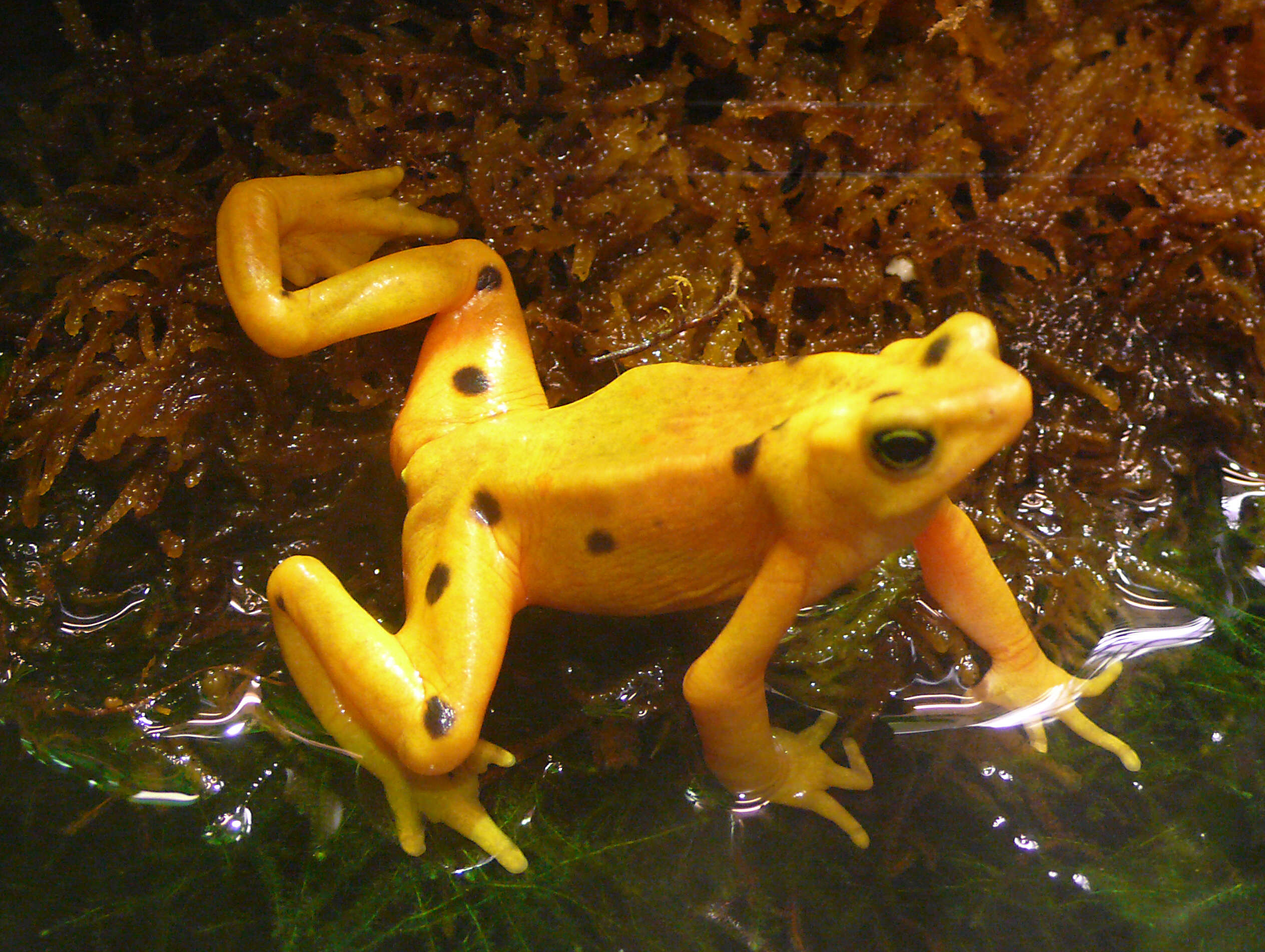 Image of Golden arrow poison frog