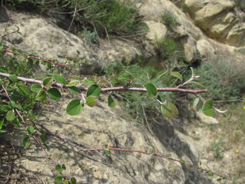 Imagem de Cotoneaster nummularius Fisch. & C. A. Meyer