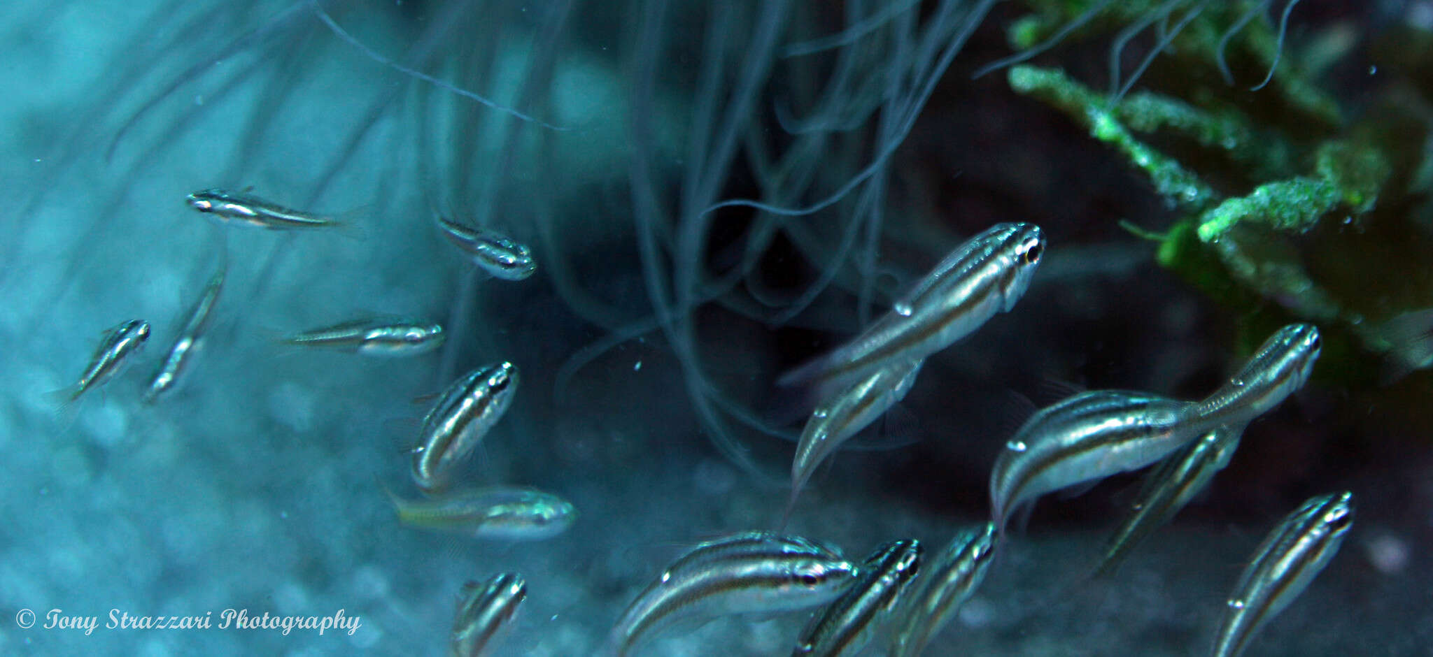 Image of Moluccan cardinalfish