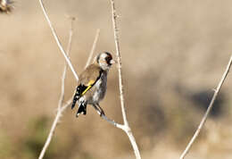 Image of European Goldfinch