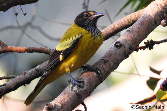 Image of Black-hooded Oriole