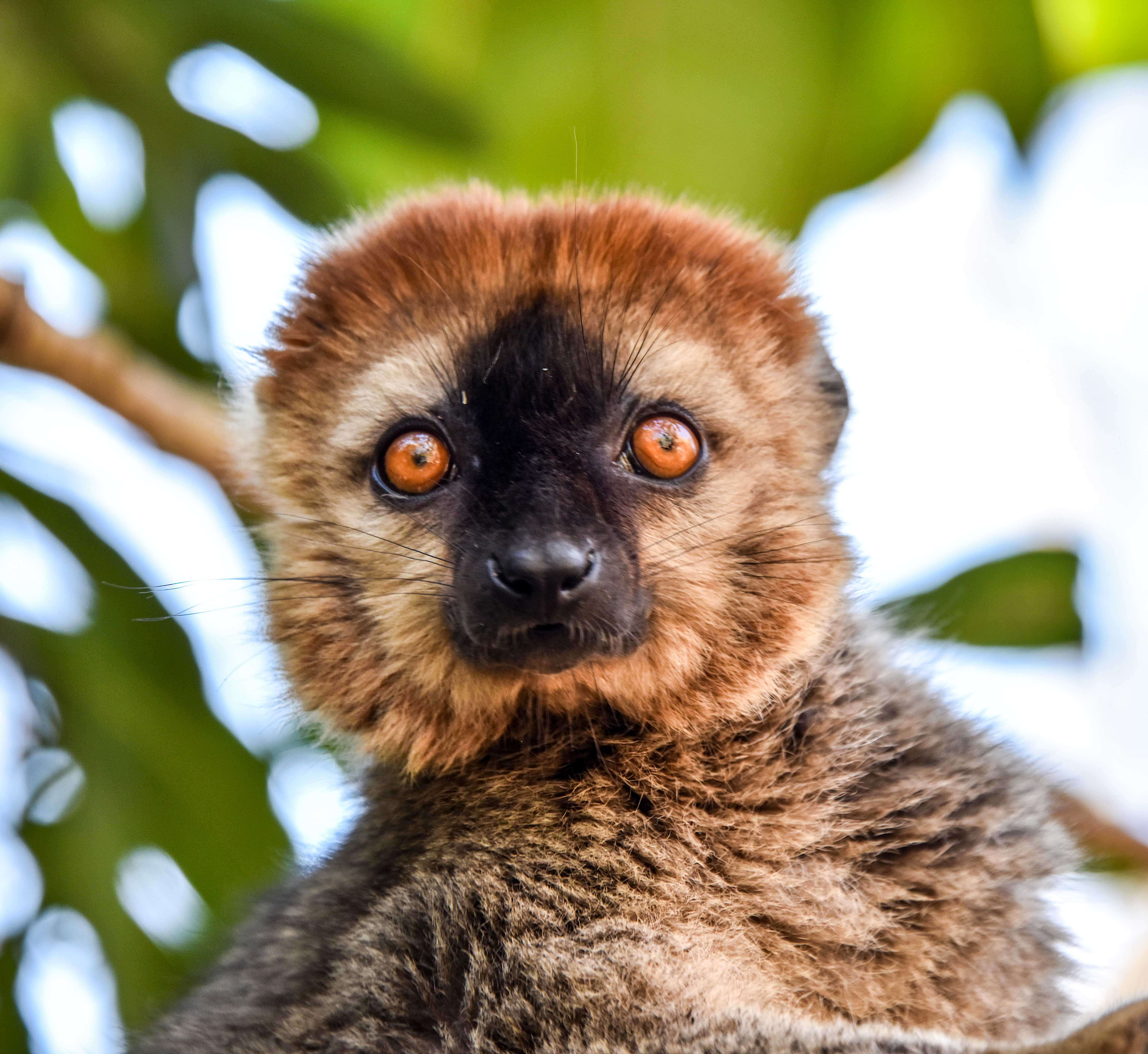 Image of brown lemur