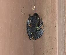 Image of Fort Randolph Robber Frog