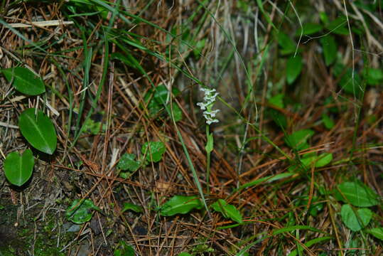 Plancia ëd Platanthera brevicalcarata Hayata