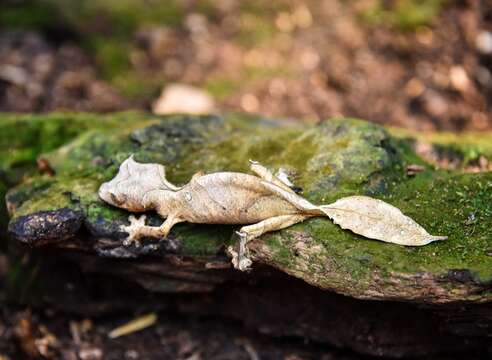 صورة Uroplatus phantasticus (Boulenger 1888)